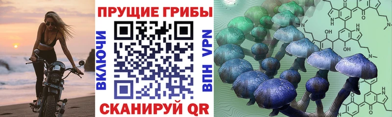 Купить закладки  Пушкино  Псилоцибиновые грибы Psilocybe 